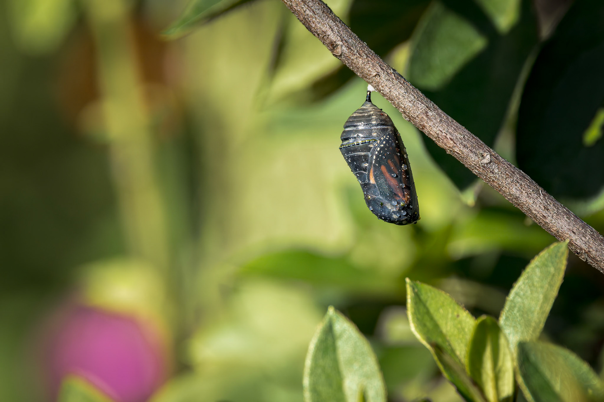 Monarch chrysalis 4, Private home in Calabash, NC