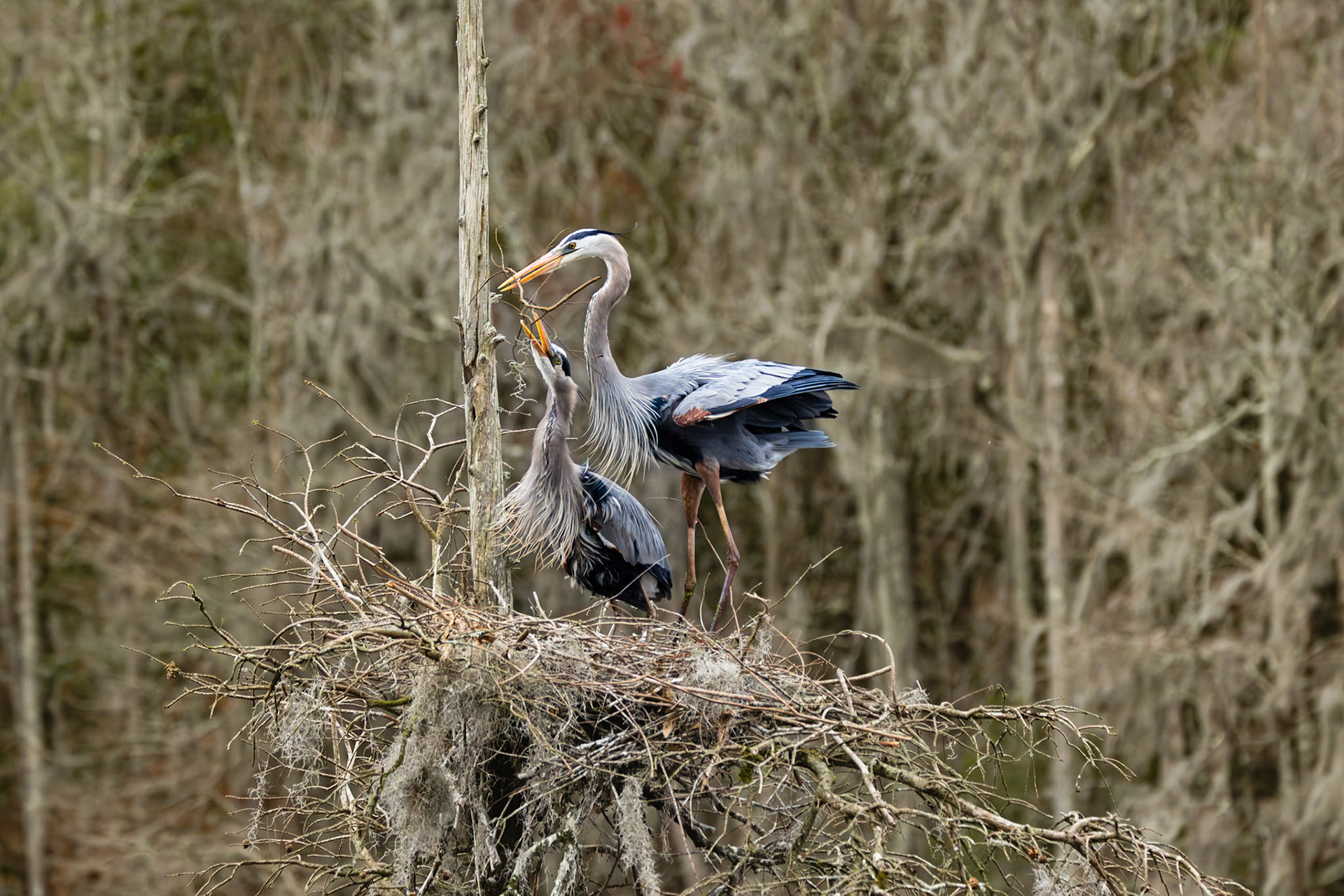 Great blue heron 87, Magnolia Plantation Audubon Swamp Garden