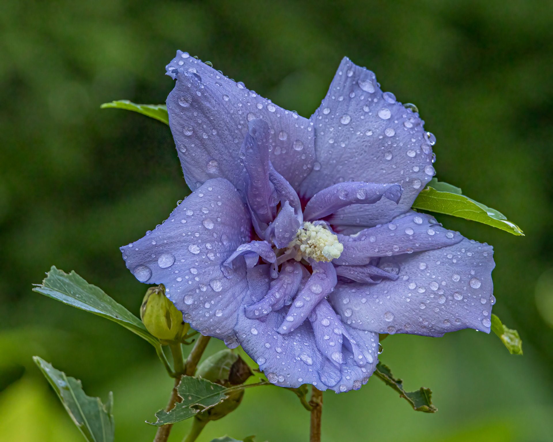 Rose of Sharon 4, Brunswick County Botanical garden