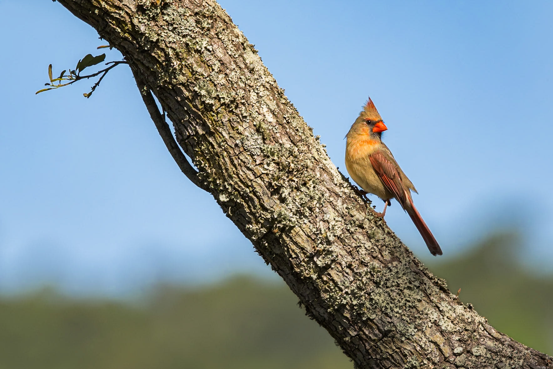 Female cardinal 12, Huntington Beach State Park, SC