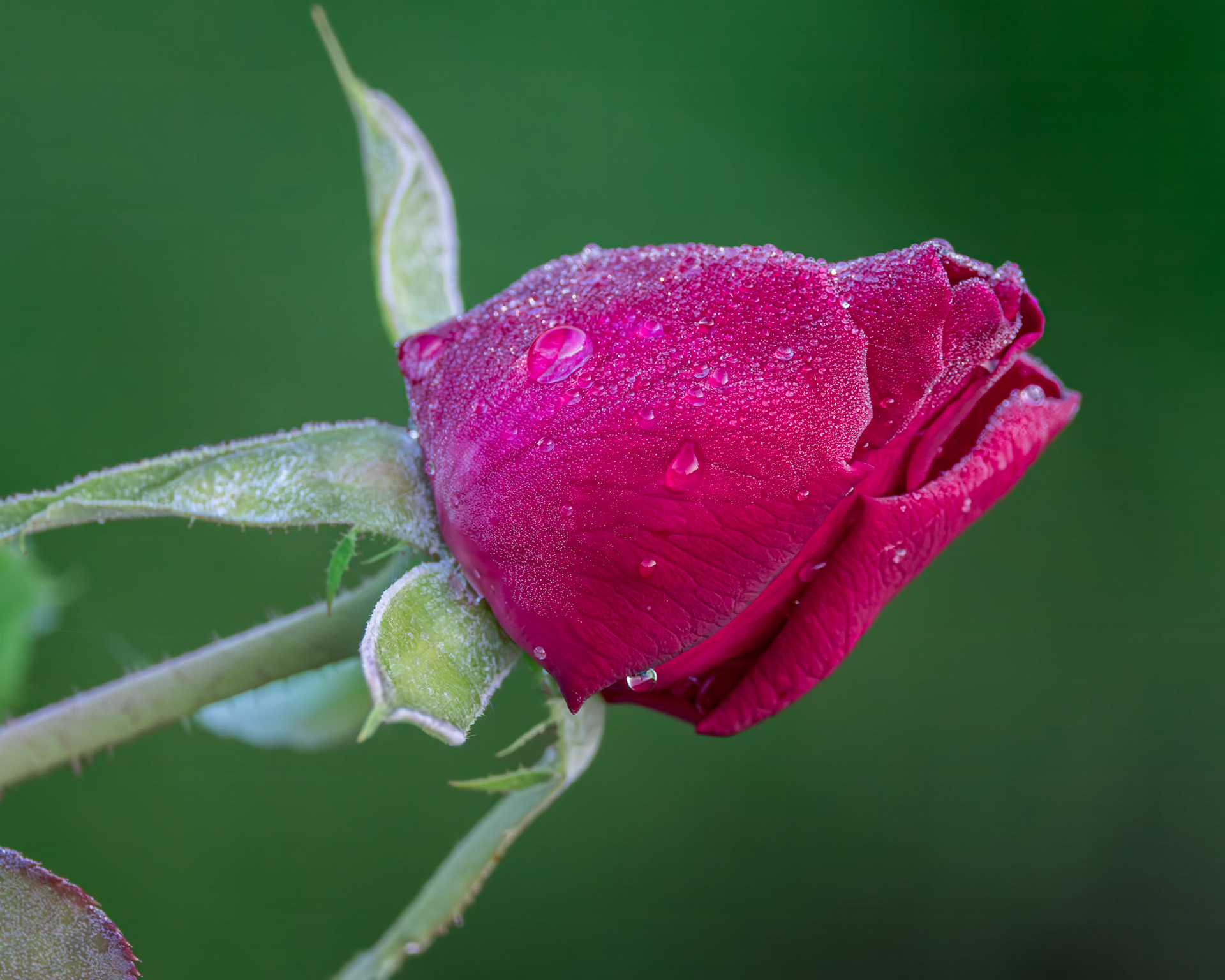 Rose 29, Brunswick County Botanical Gardens