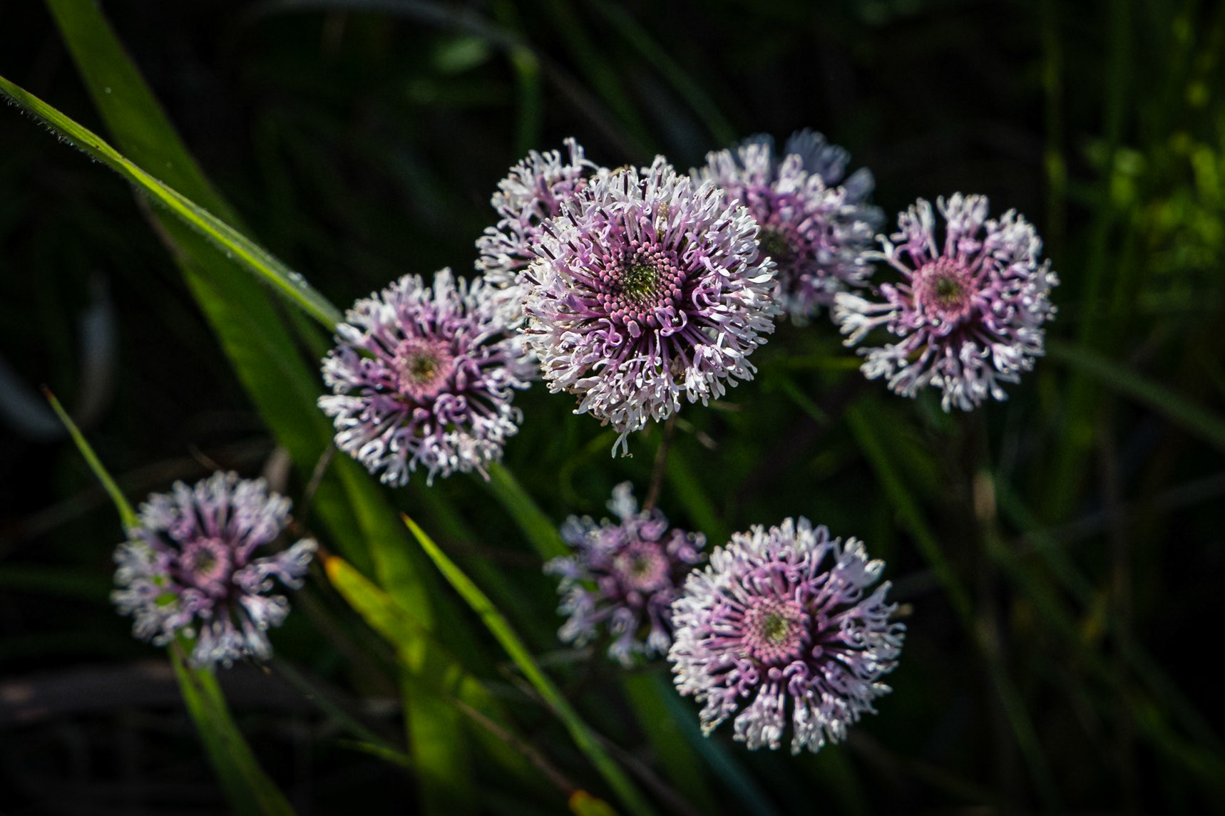 Barbara's buttons 8, Greater Green Swamp area