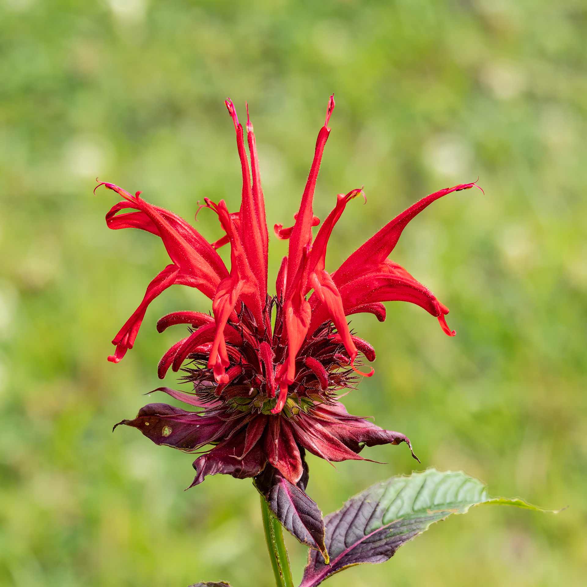 Beebalm 3, Brunswick County Botanical Gardens