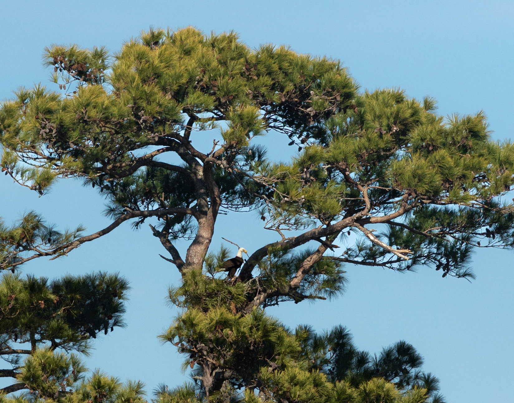 Bald Eagle 39, Carl Bazemore Platform, Sunset Beach