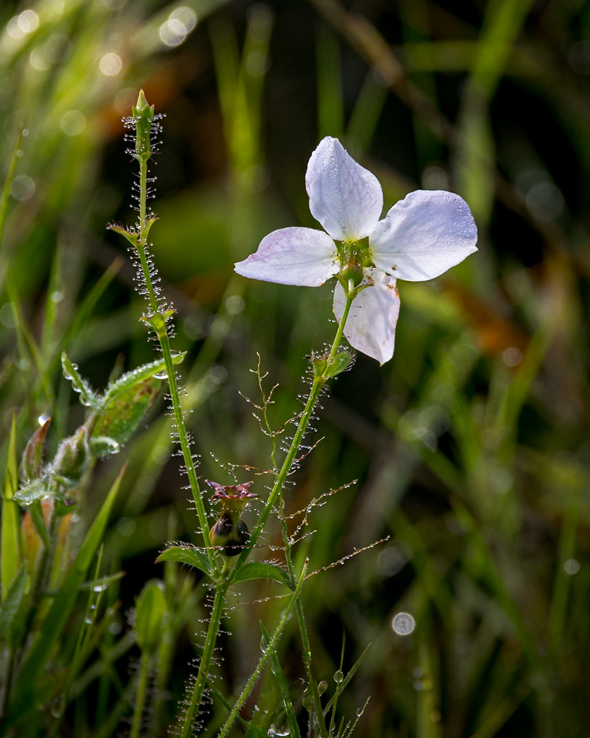 Maryland meadow beauty 1, Greater Green Swamp area