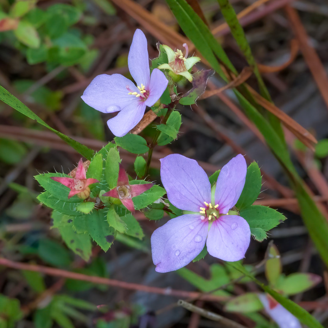 Short-stemmed meadowbeauty 1, Gzreen Swamp Preserve