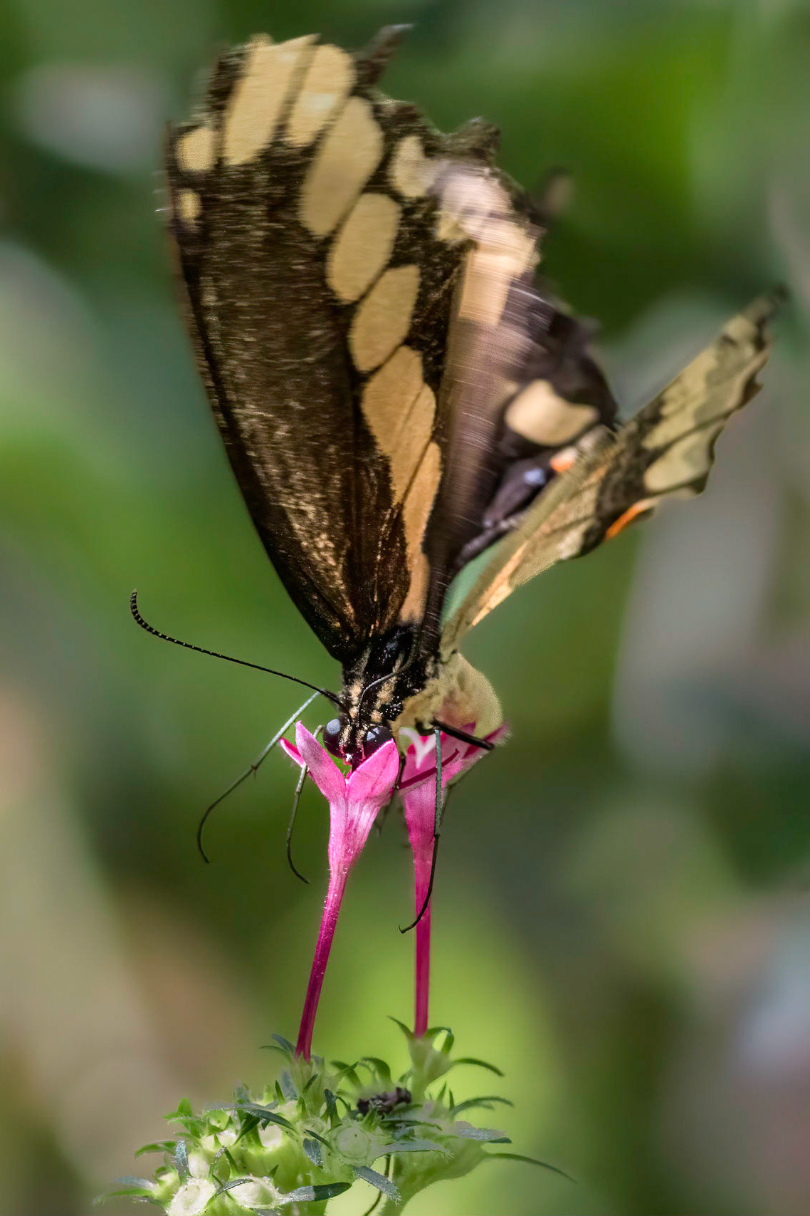 Giant Swallowtail 9, Airlie Gardens, Airlie Gardens