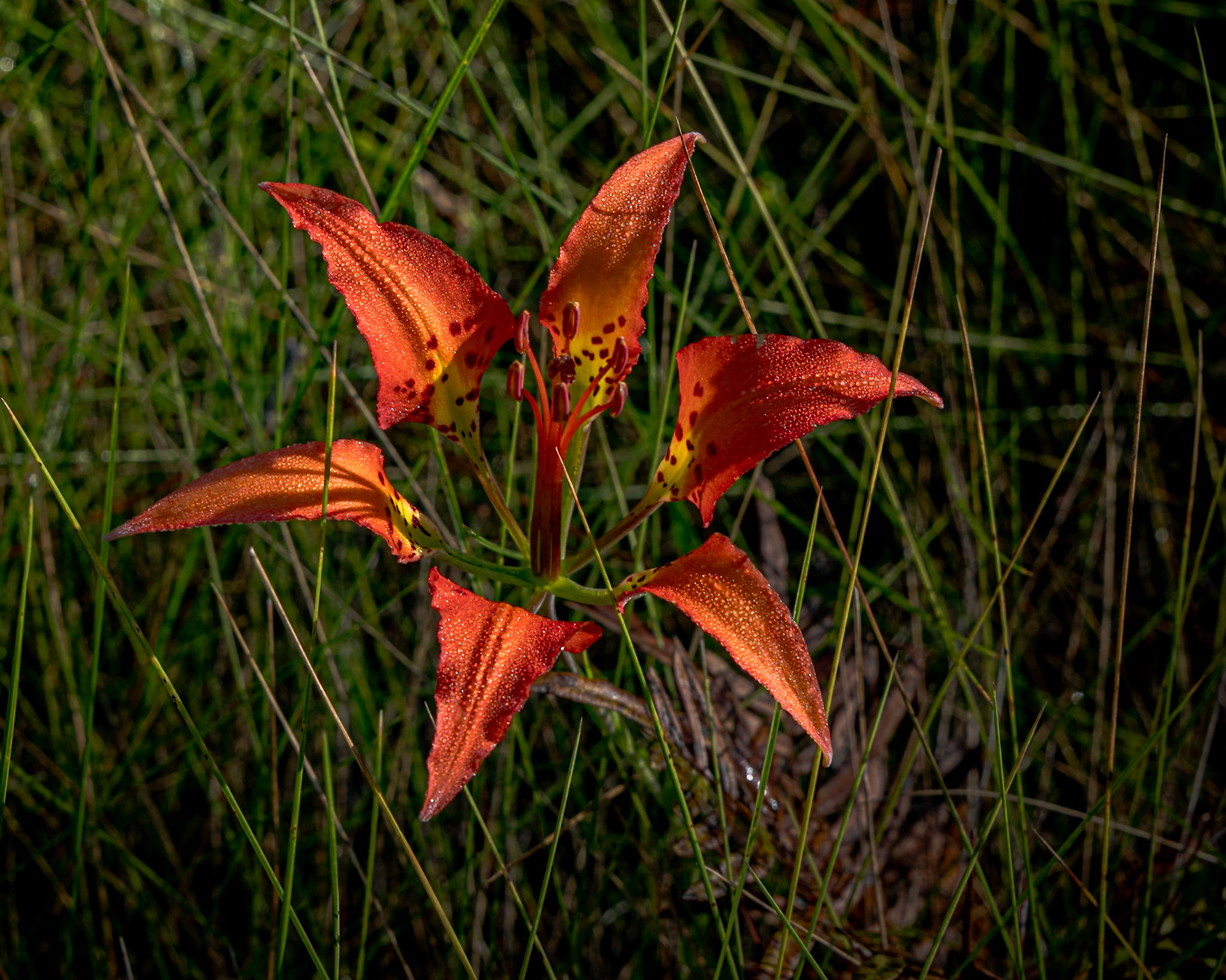 Pine Lily 3, Green Swamp Preserve