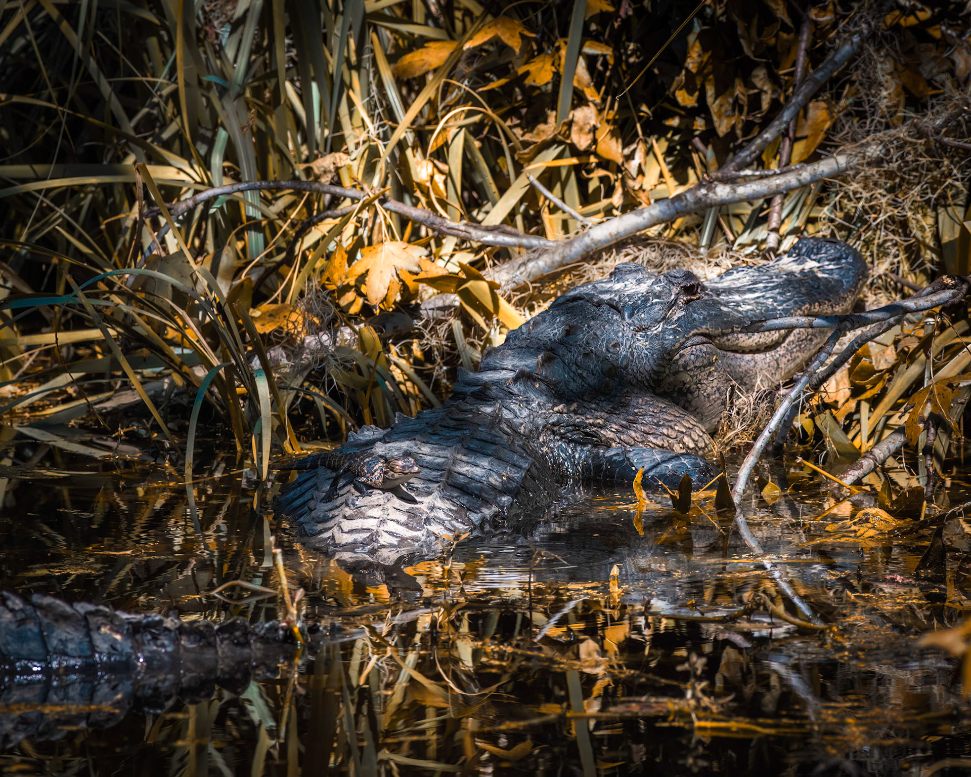 Gator 6, Magnolia Plantation and Gardens