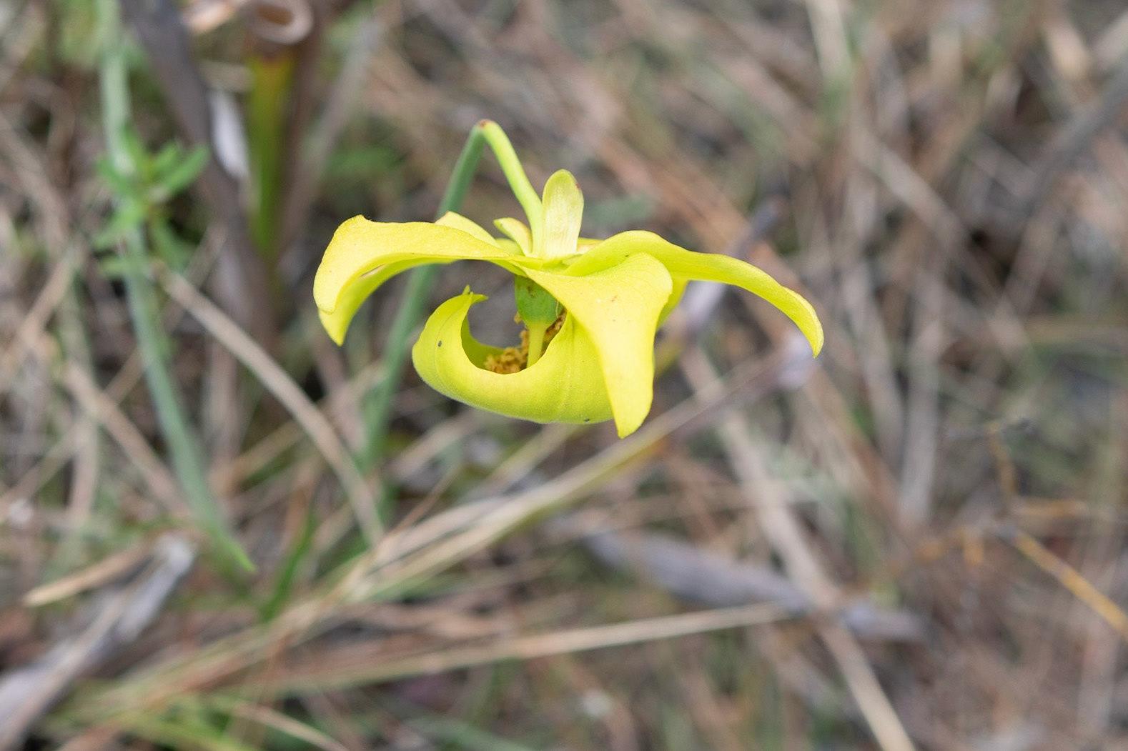 Yellow Pitcher Plant, Greenswamp Carnivorous 2
