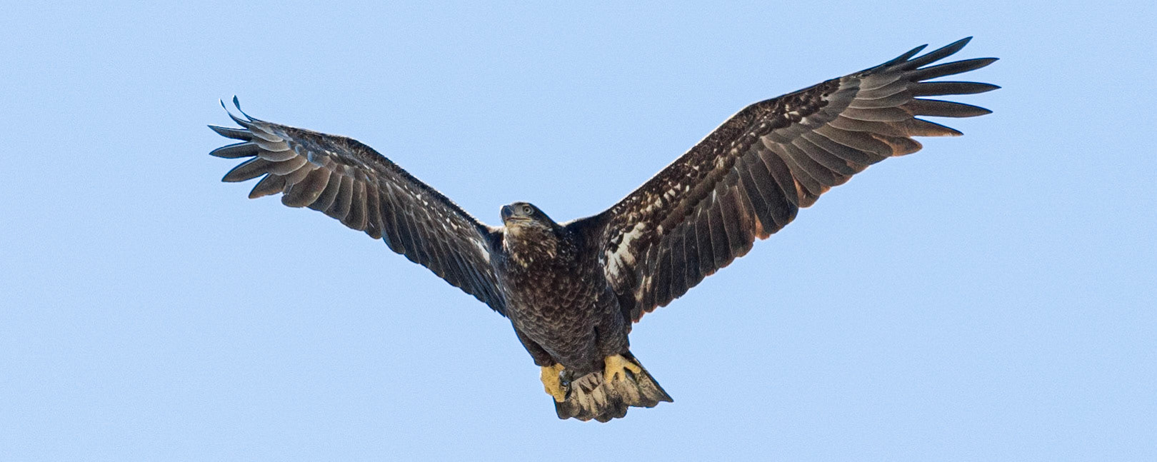 Bald Eagle 25, OIB East End