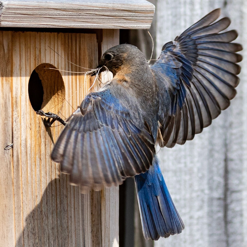 Female Eastern Bluebird 15, OIB