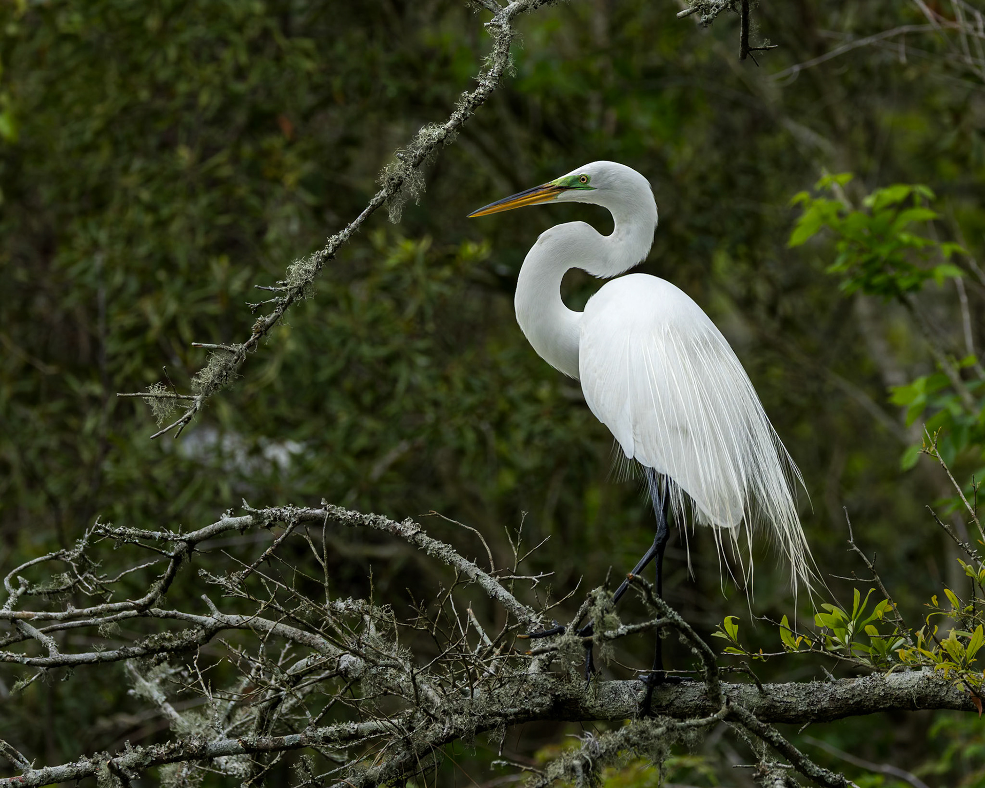 Great egret 84, Huntington Beach State Park