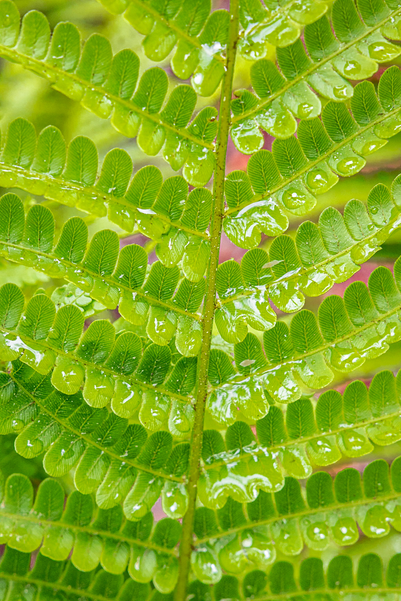 Cinnamon fern 10, Green Swamp Preserve