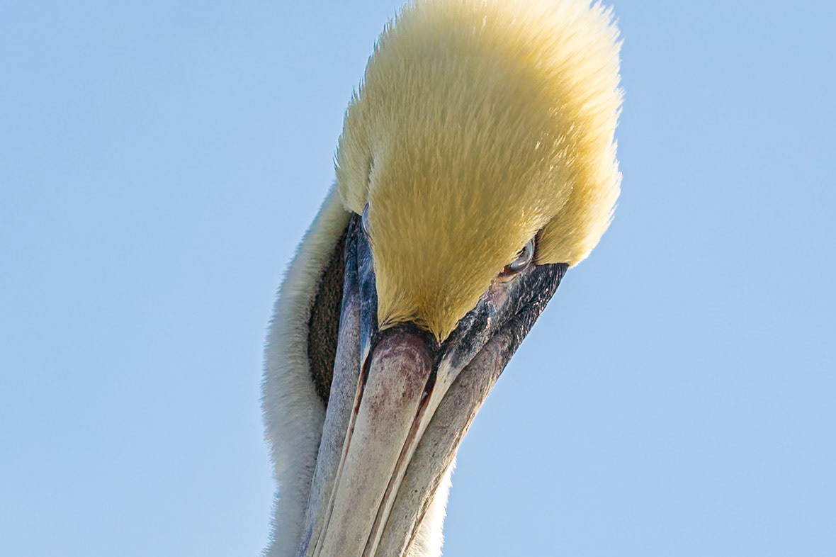 Brown pelican 76, Calabash docks