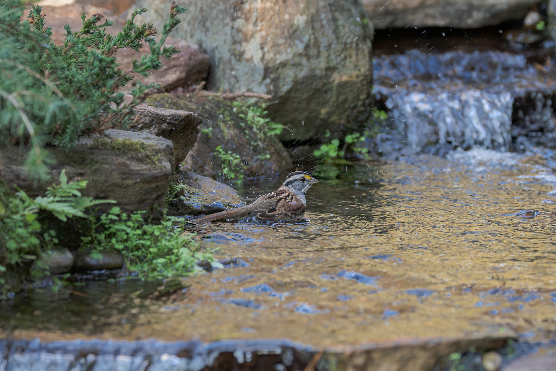 White Throated Sparrow 8, The Nut House, Clemson, SC