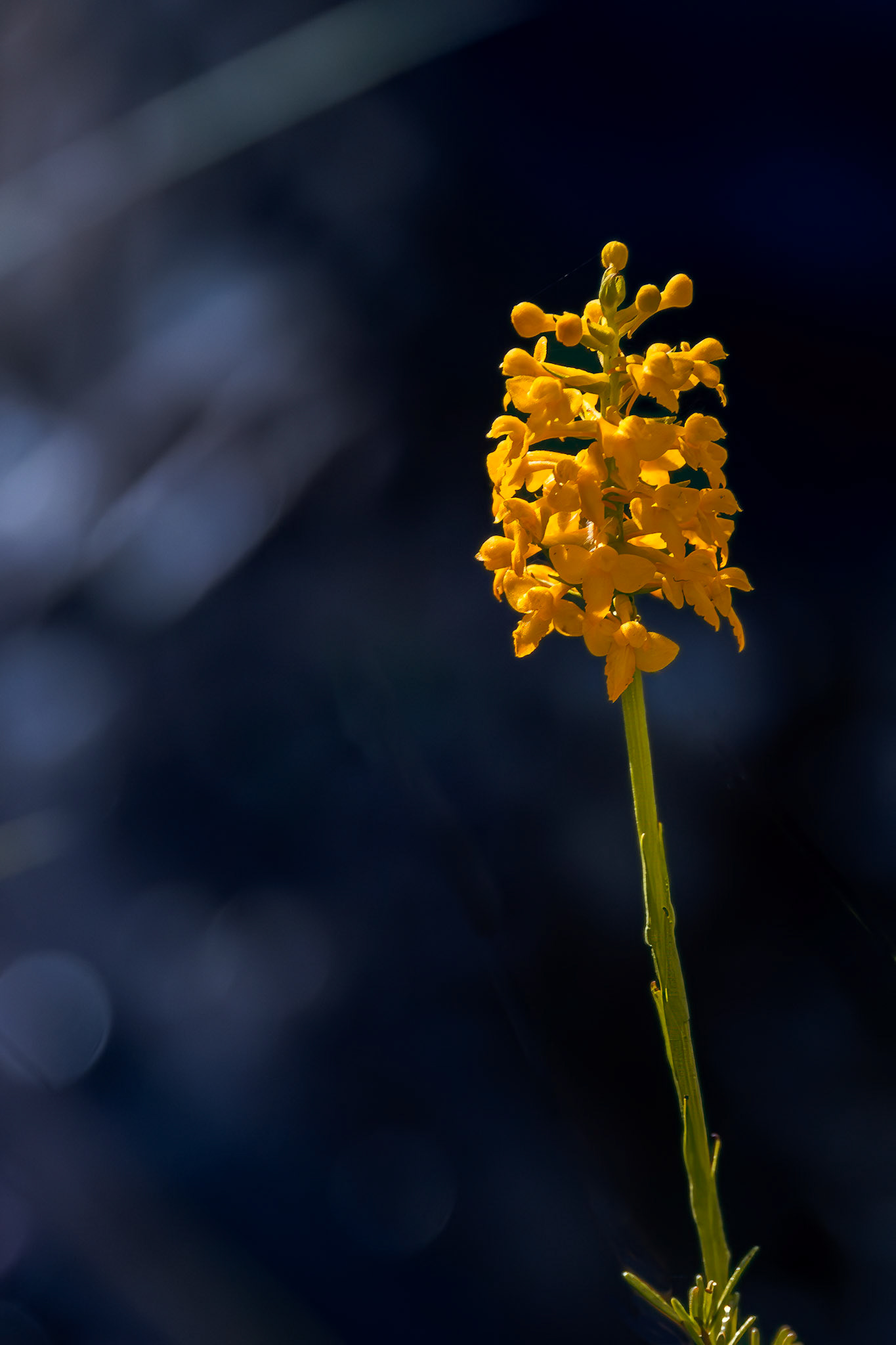 Orange fringeless orchid 1, Green Swamp Preserve
