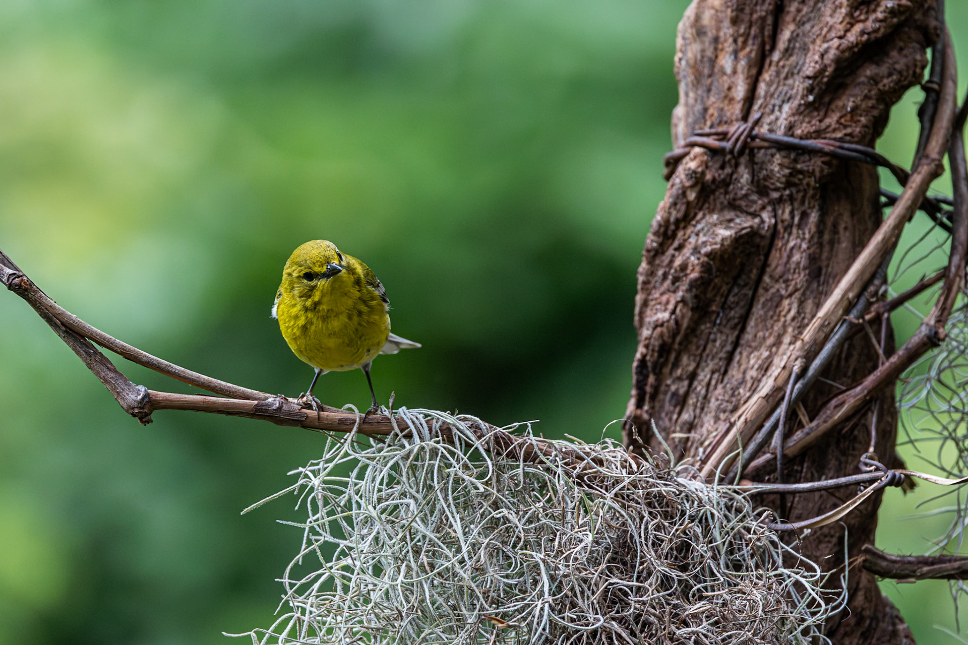 Pine warbler 5, The Nut House, Clemson, SC