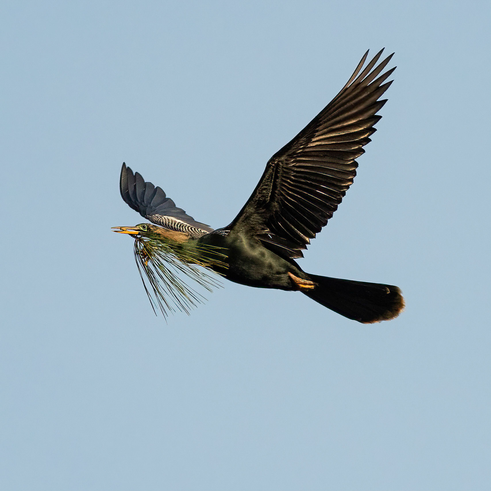 Anhinga 11, Sea Trail Rookery
