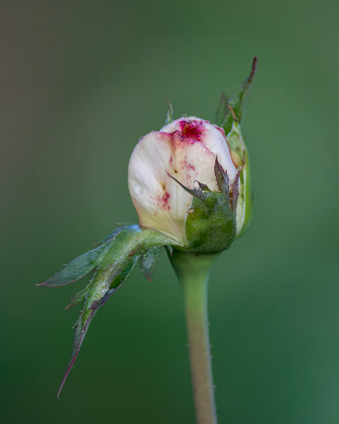 Rose 27, Brunswick County Botanical Gardens