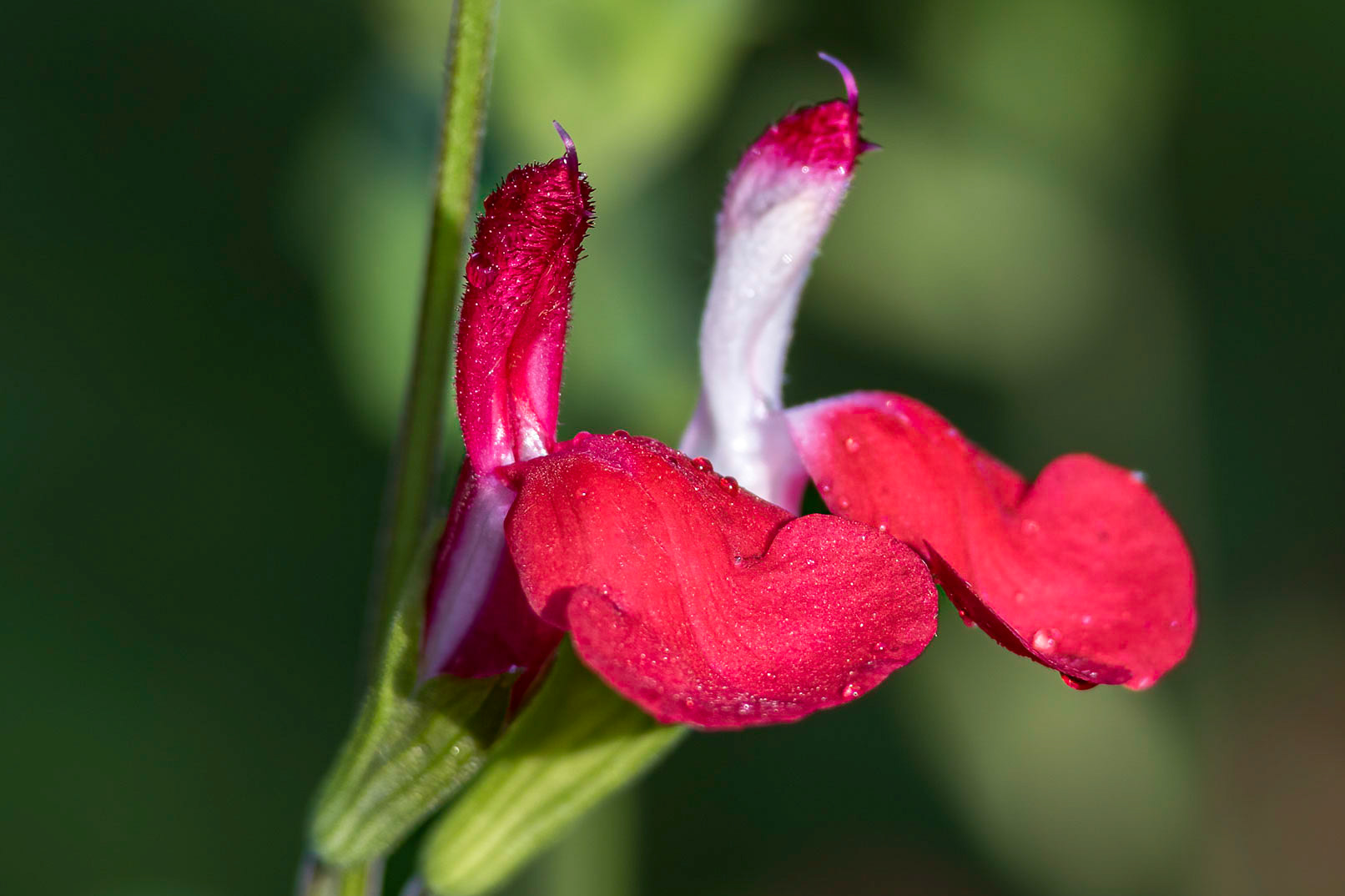 Hot lips salvia 7, Brunswick County Botanical Gardens