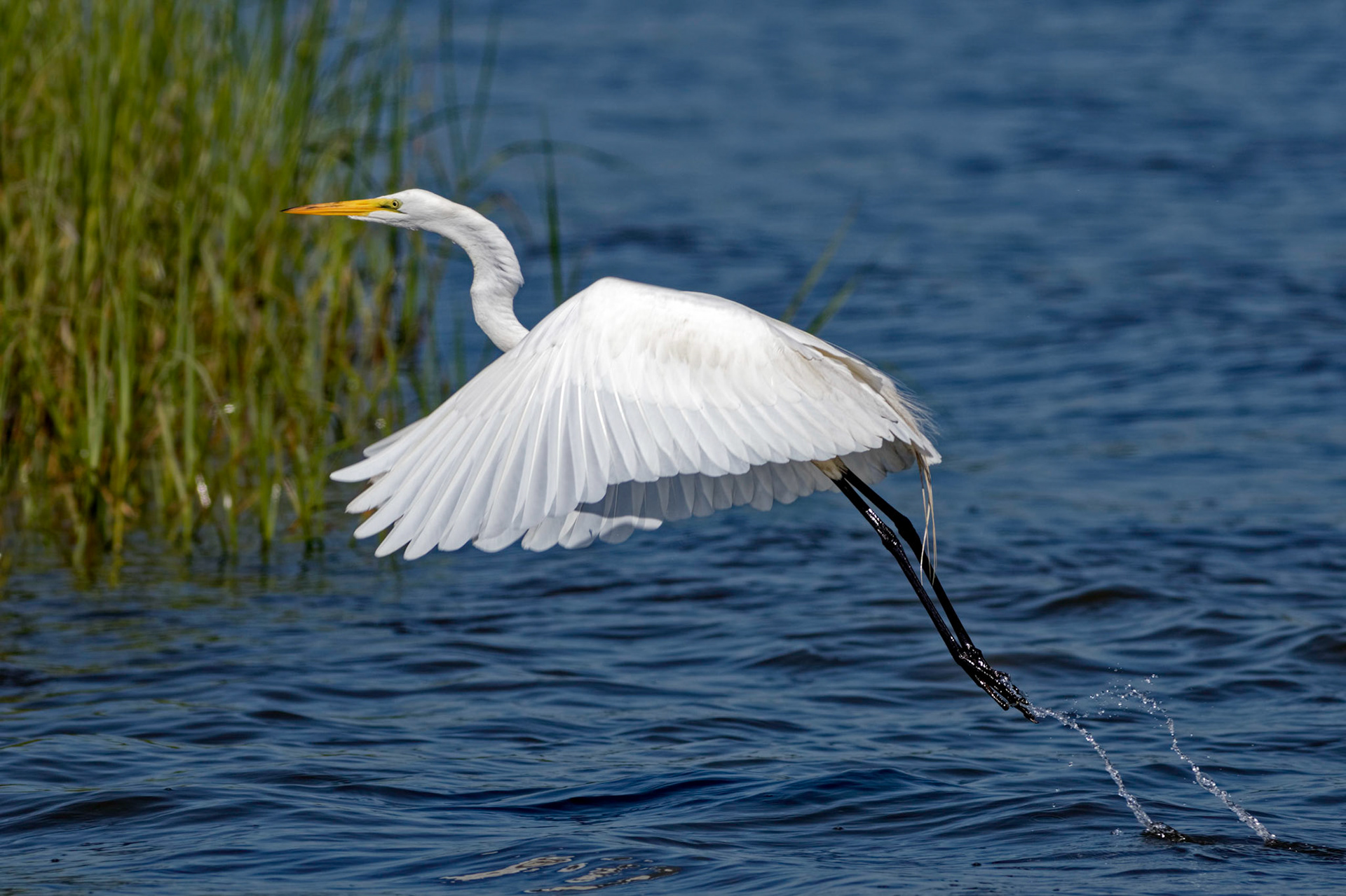 Great Egret 8, OIB Ferry Landing Park