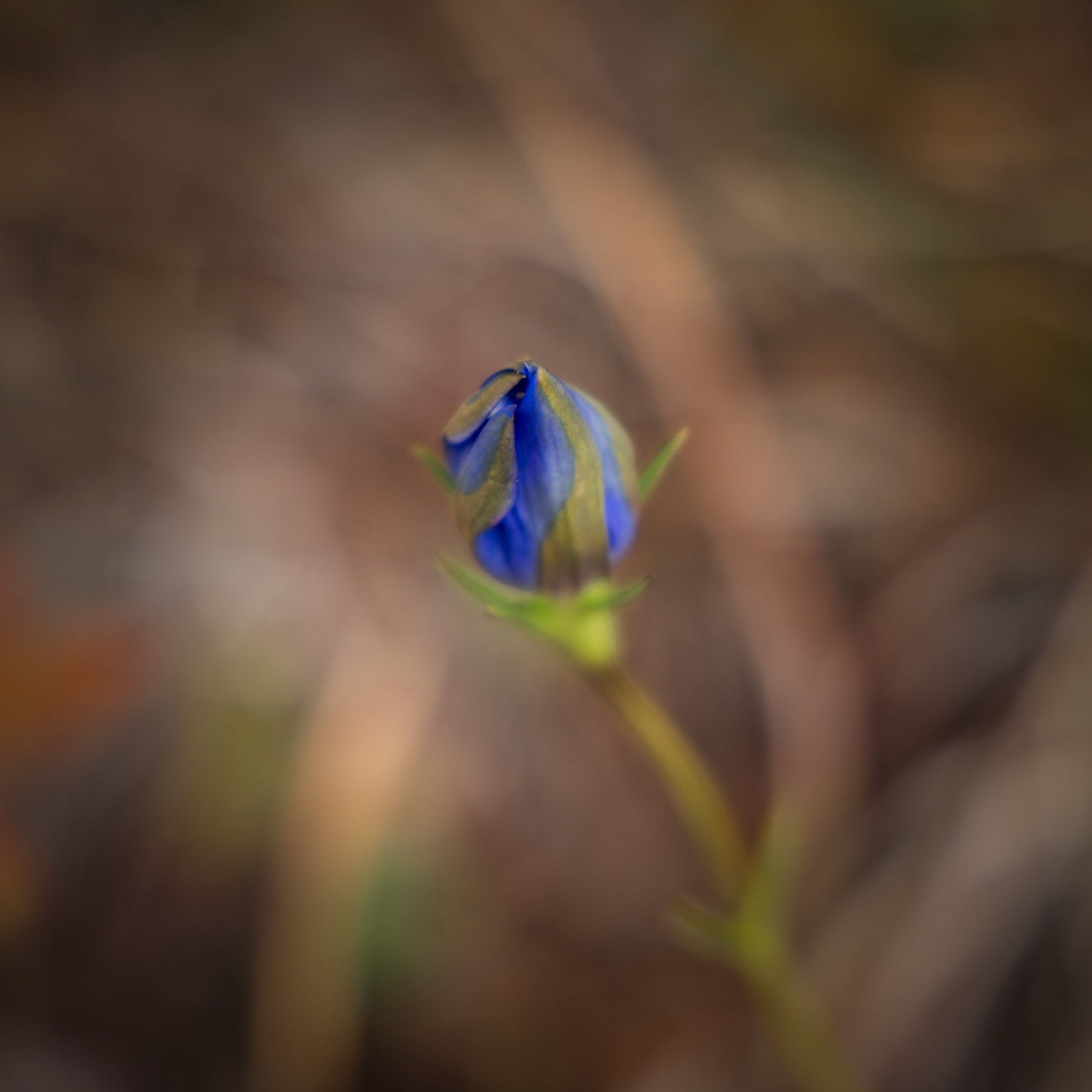 Pine barren gentian 5, Green Swamp Preserve
