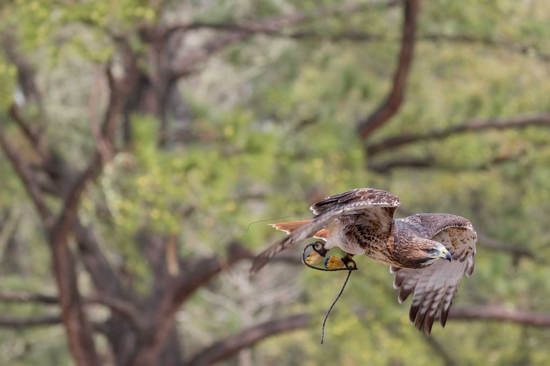 Red tailed hawk 5, Center for Birds of Prey, Awendaw, SC