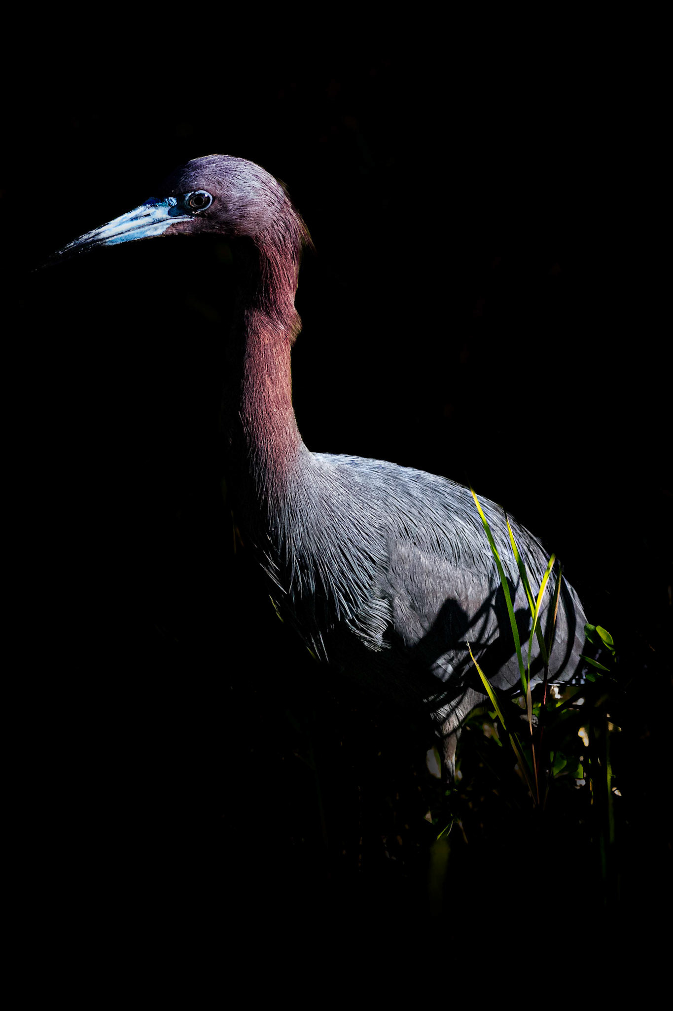 Little blue heron 15, Magnolia Plantation and Gardens, Audubon Swamp Garden, SCAIR 37