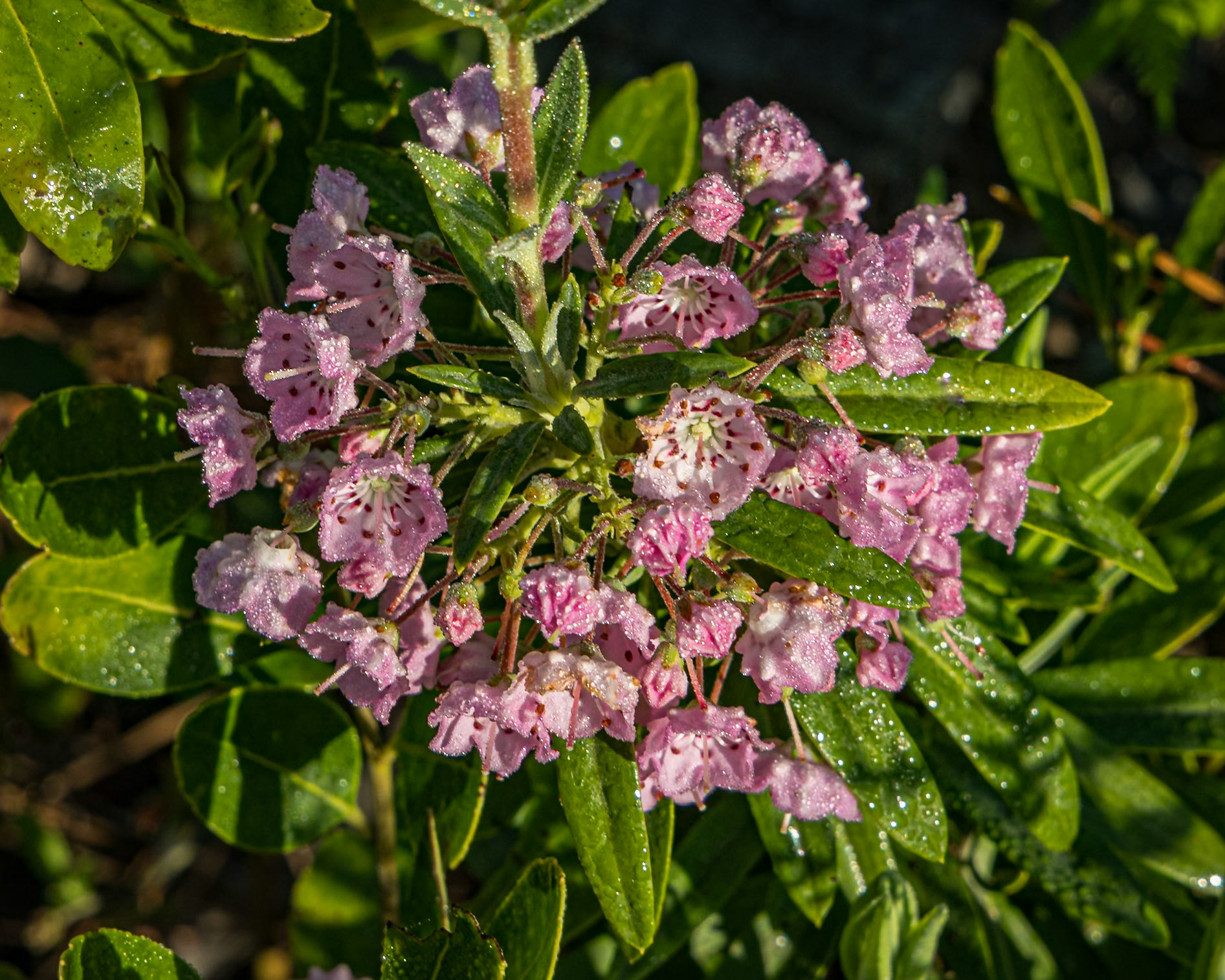 Carolina bog laurel 1, Greater Green Swamp area
