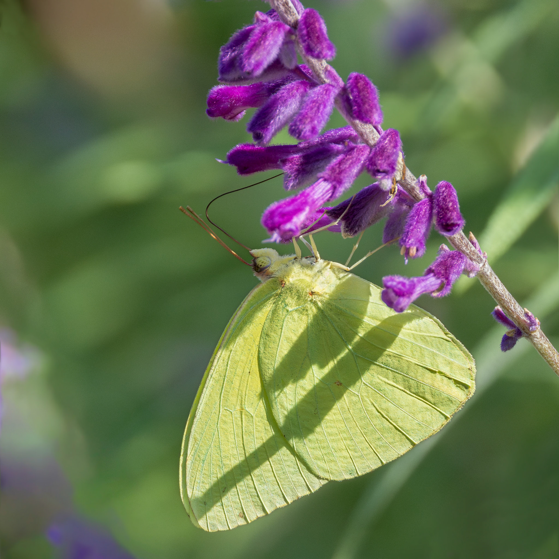 Cloudless sulfur on mexican bush sage 1, Brunswick County Botanical Gardens