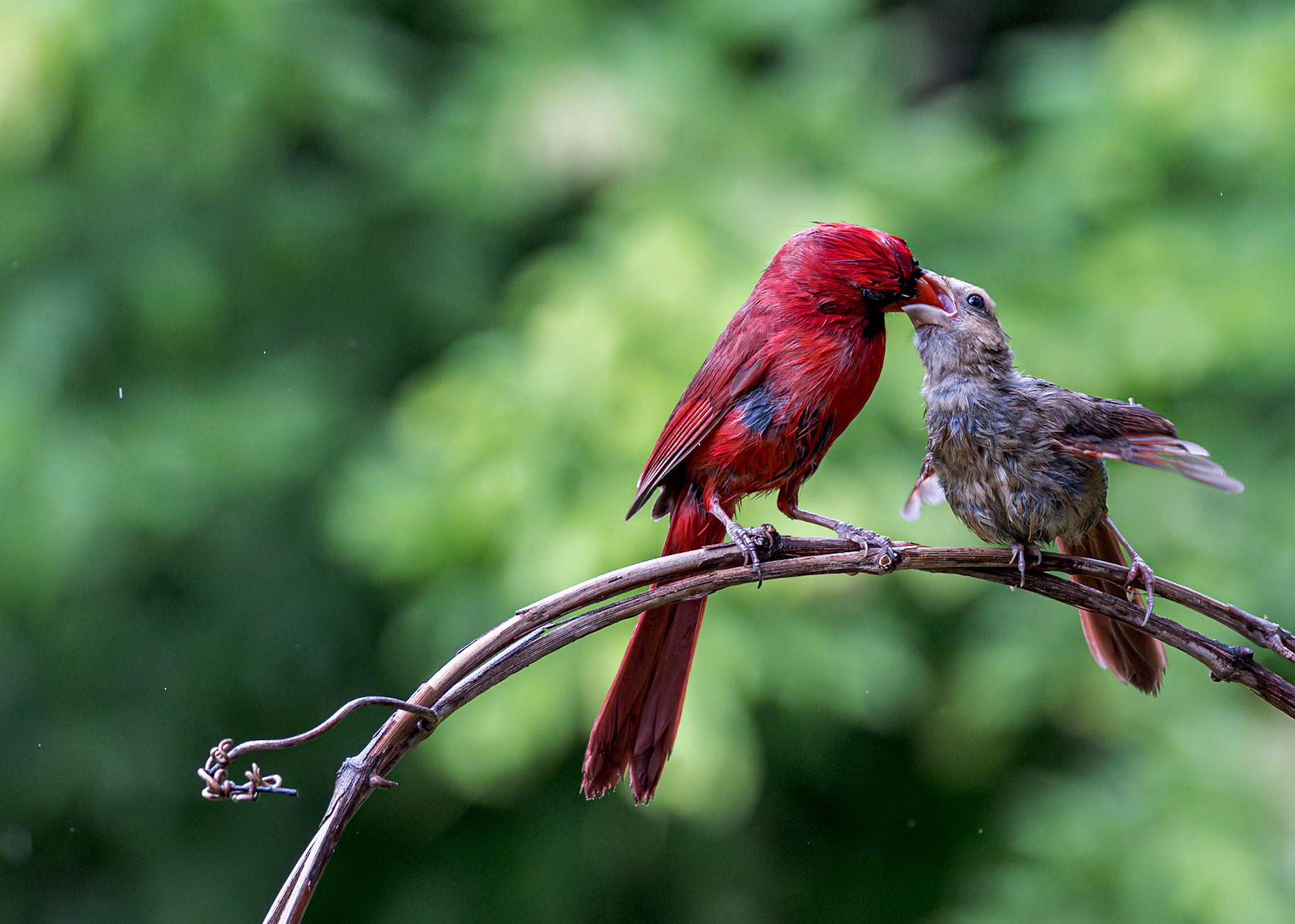 Cardinal 23, The Nut House, Clemson, SC