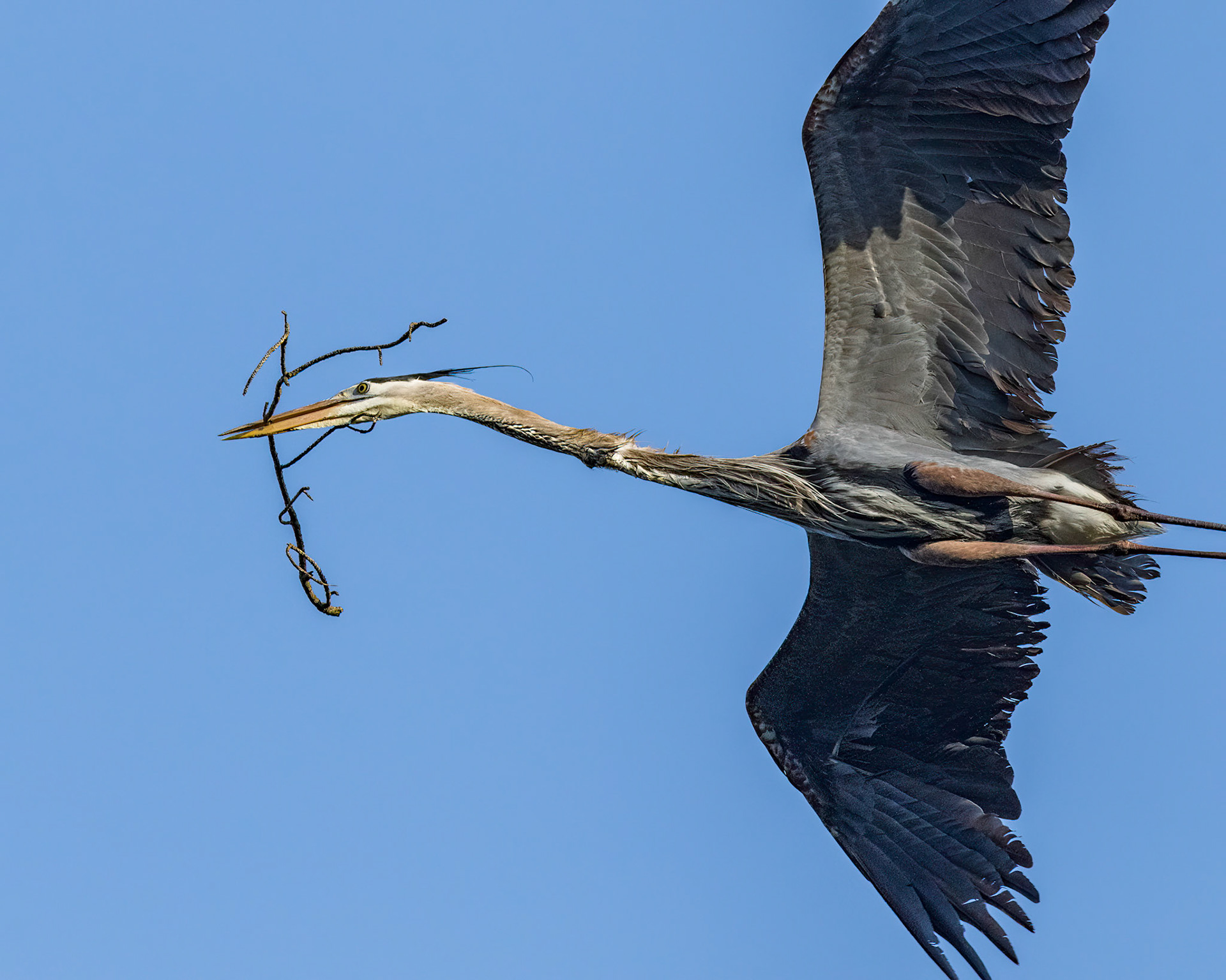 Rookery 18, Sea Trail