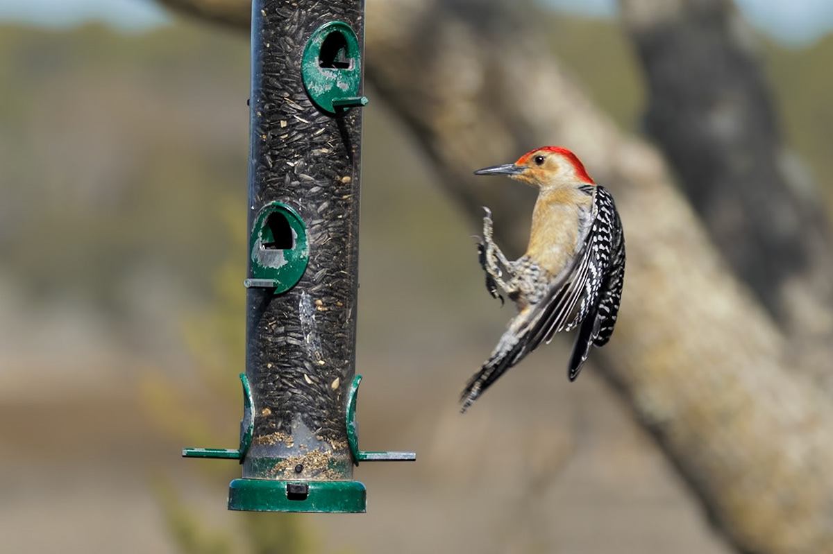 Red-bellied woodpecker 13, Huntington Beach State Park, SC