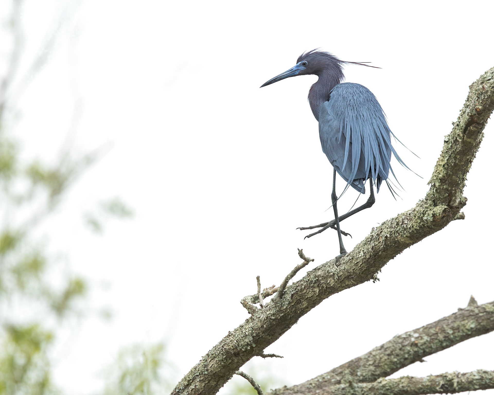 Little blue heron 35, Huntington Beach State Park, SC