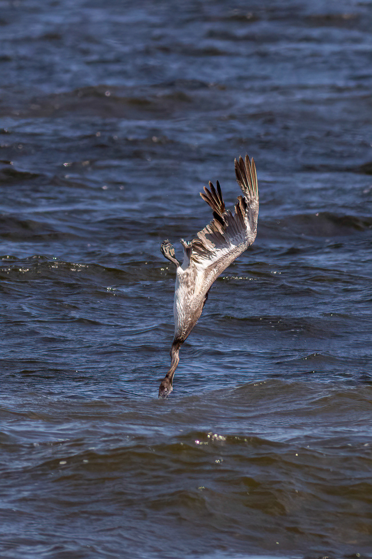 Pelicans Diving 11, OIB