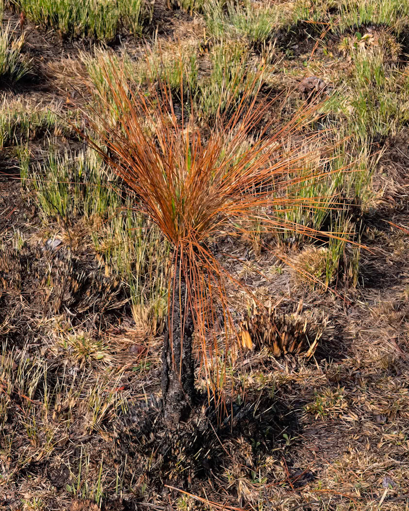 Pine sappling 1, Green Swamp Preserve