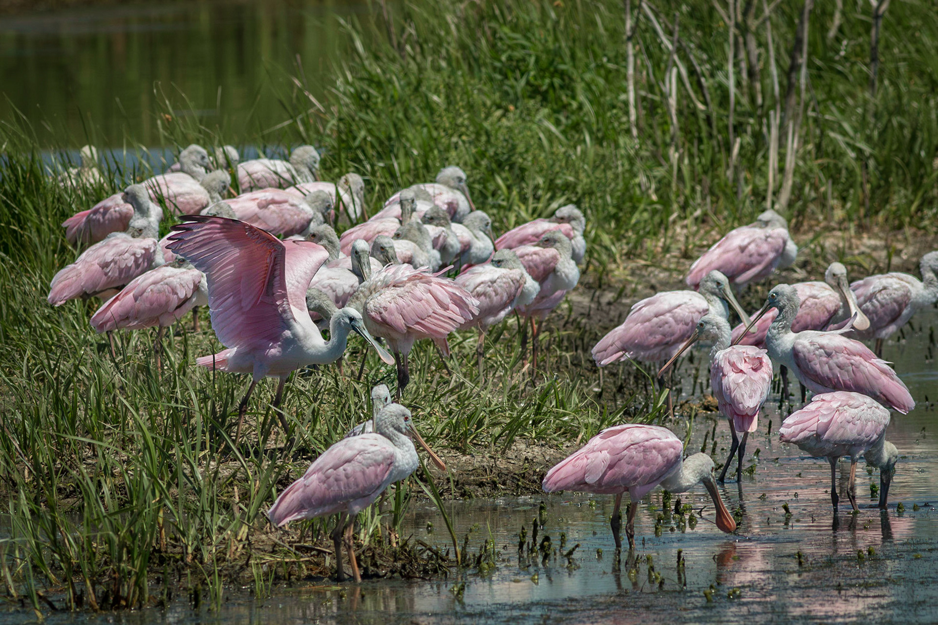 Roseate spoonbills 7, Bear Island WMA