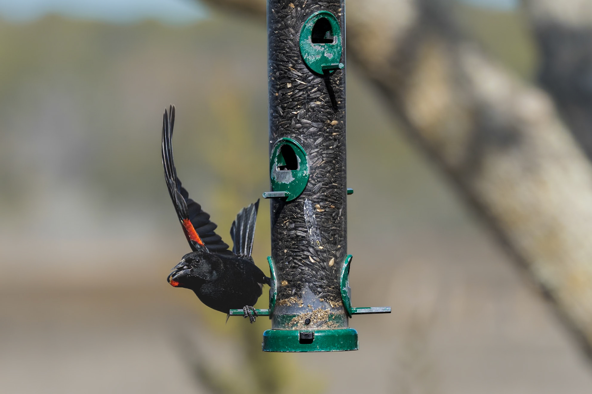 Red-winged blackbird 6, Huntington Beach State Park, SC