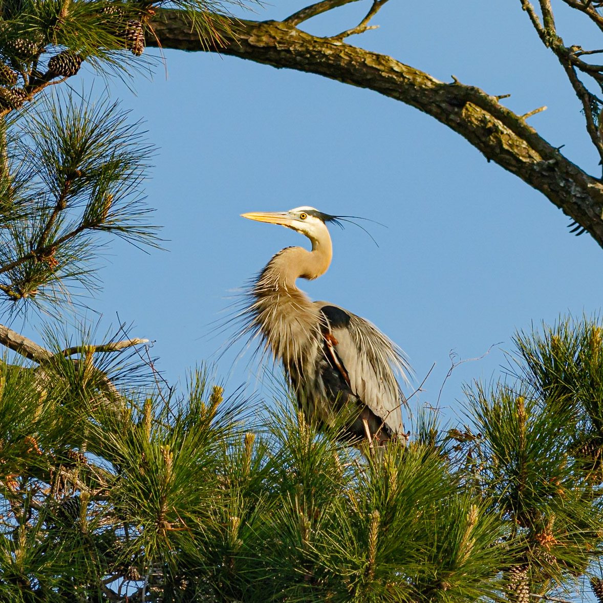 Rookery 1, Sea Trail