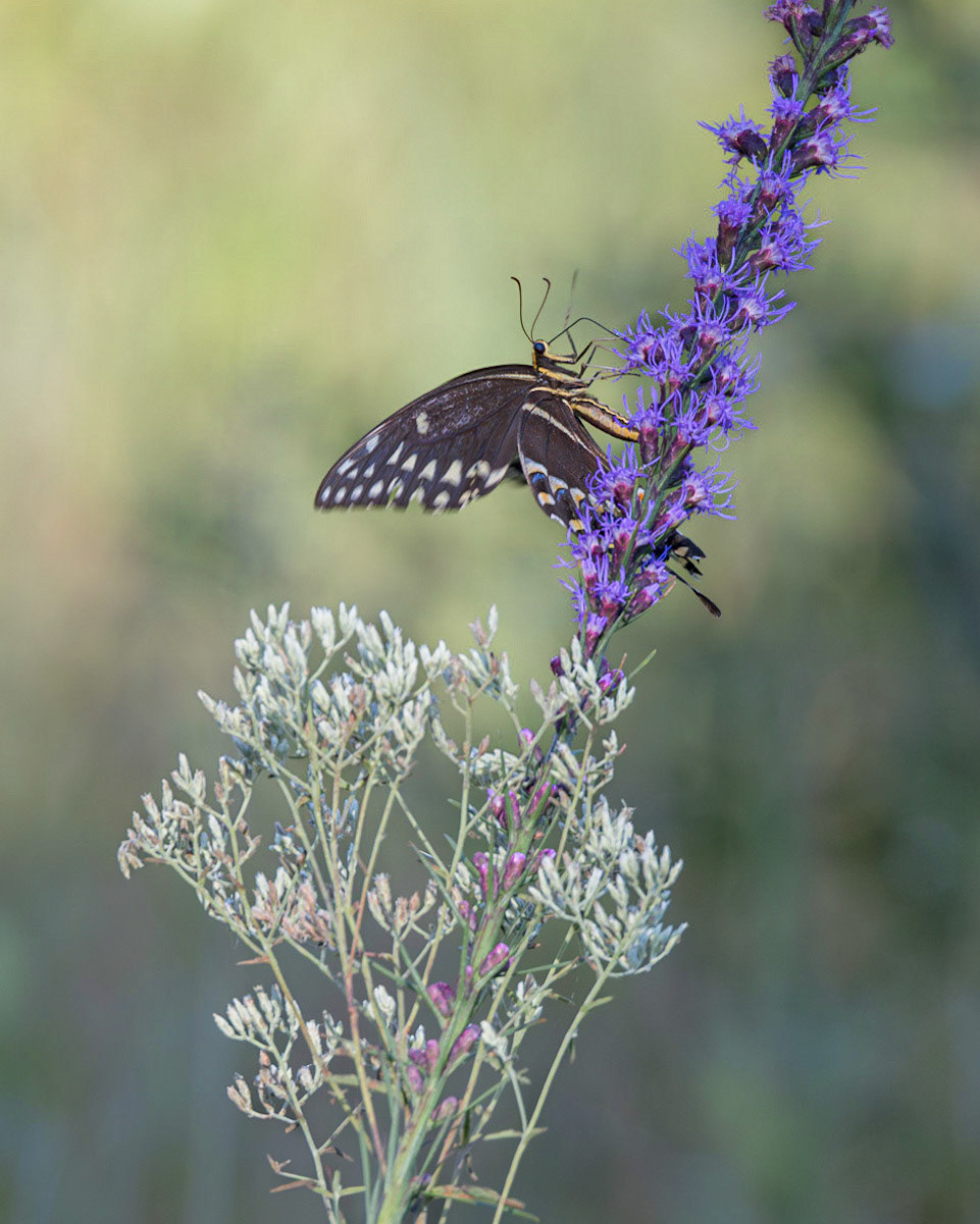 Palamedes swallowtail on dense blazing star 2, Green swamp area