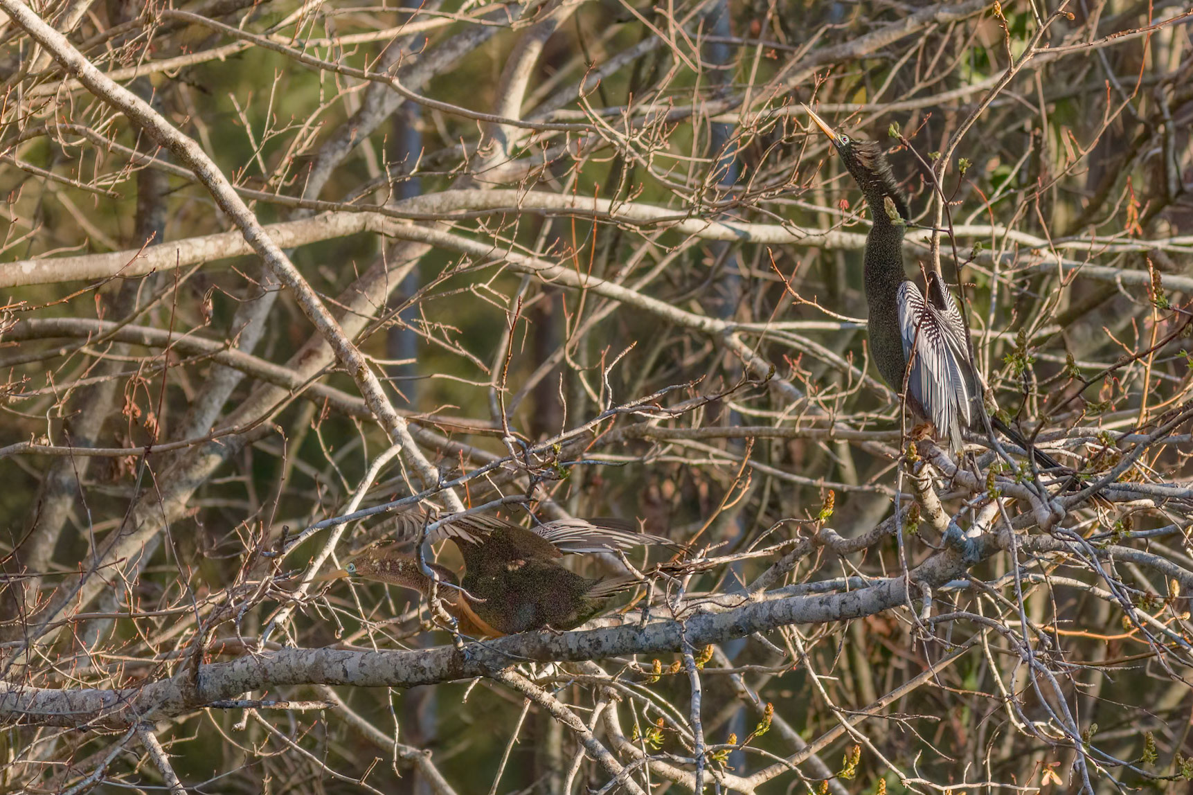 Anhinga 19, Sea Trail, Sunset Beach, NC