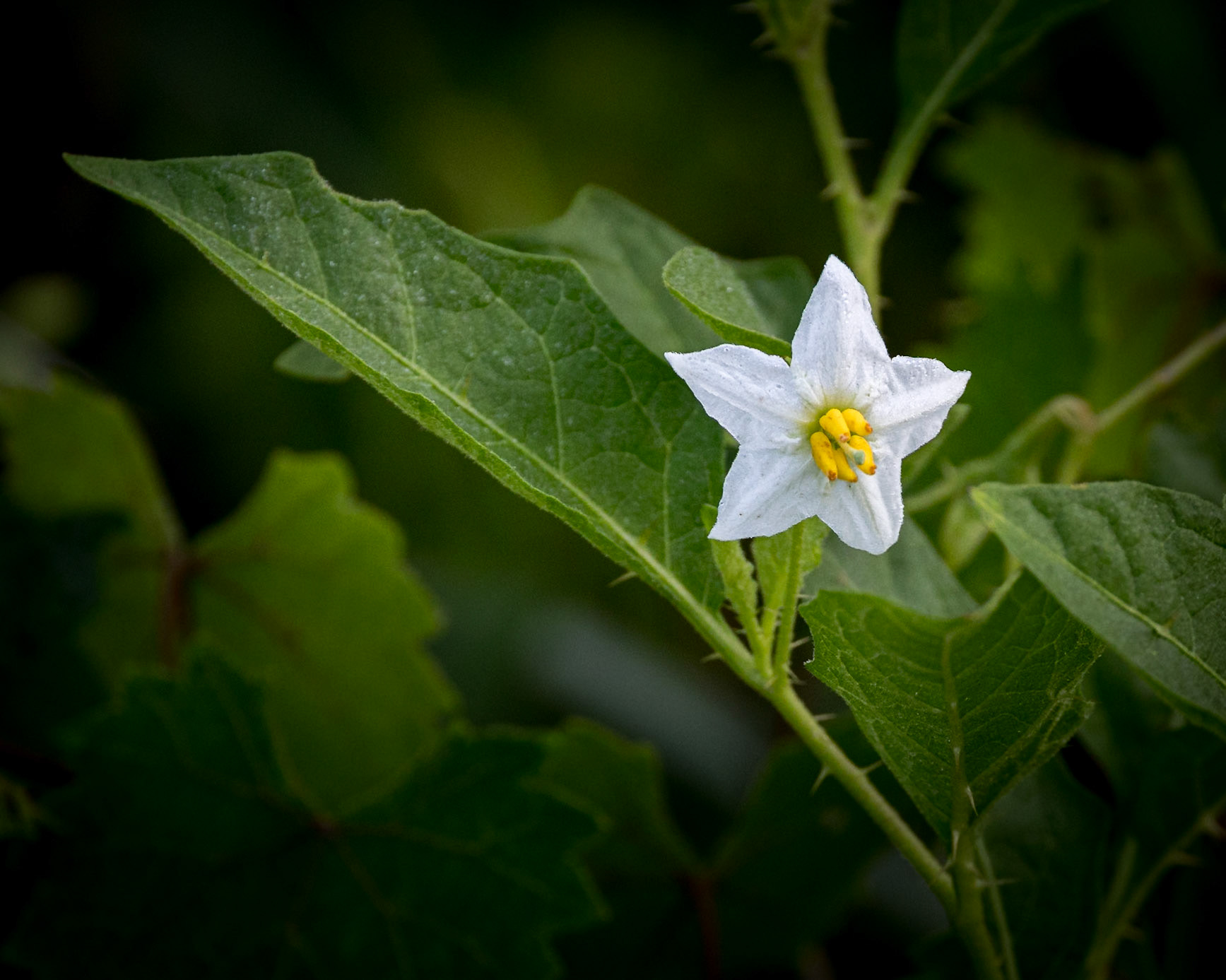 Carolina horse nettle 1, Greater Green Swamp area
