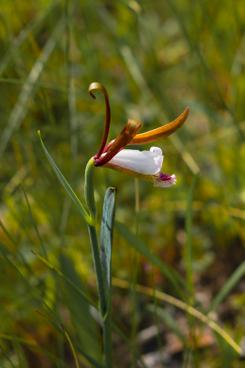 Coastal plain spreading pogonia  orchid 4, Green Swamp Preserve