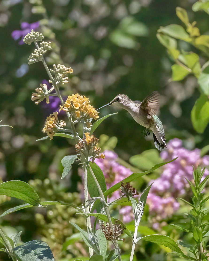 Hummingbird 7, Brunswick County Botanical Gardens