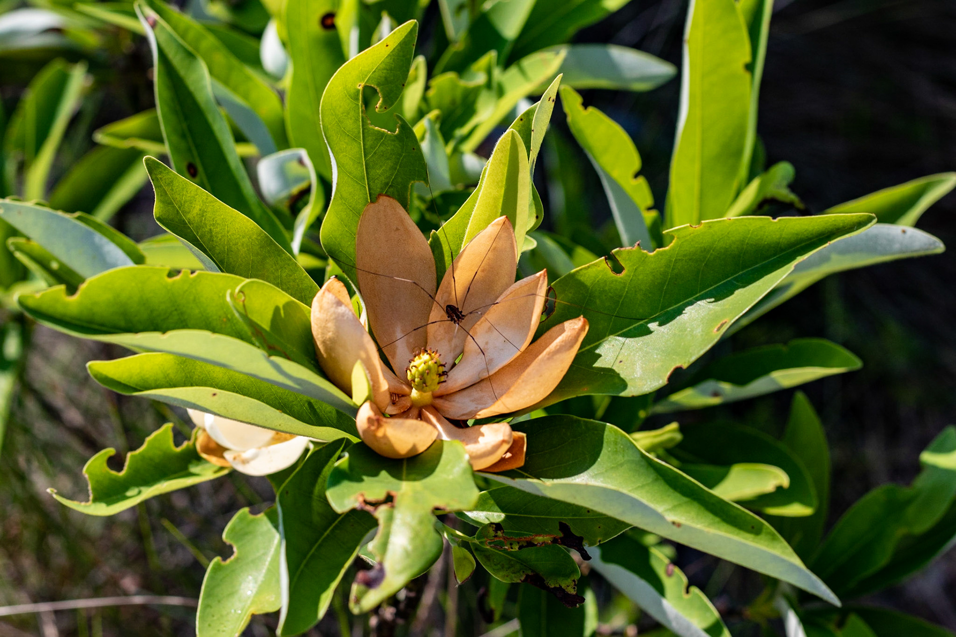 Sweet bay, Greenswamp 24