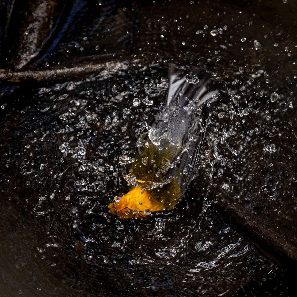 Prothonotary warbler 2, Beidler Audubon Forest, Beidler Audubon Forest