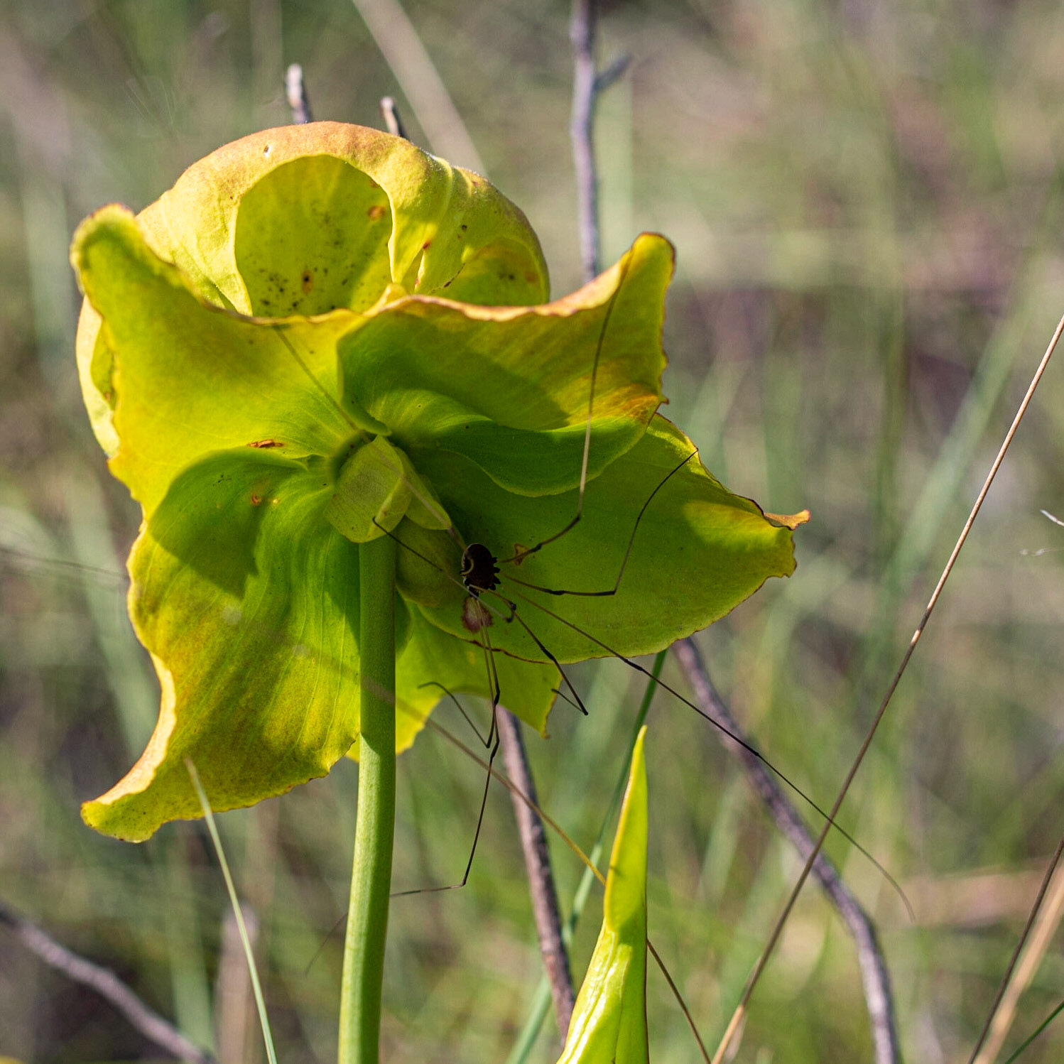Yellow Pitcher Plant, Greenswamp
