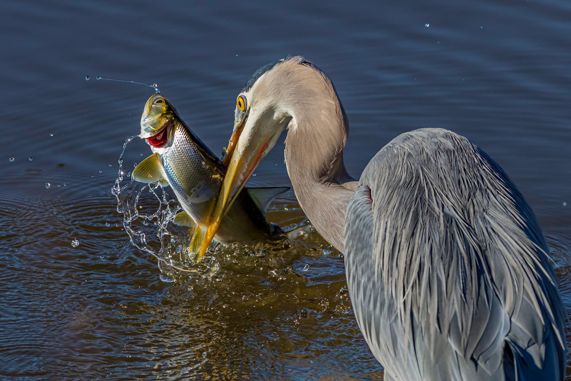 Great blue Heron 50, Huntington Beach State Park, SC