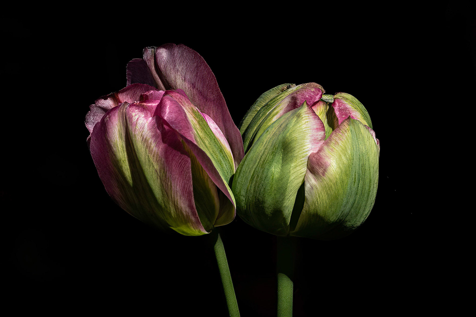 Tulips 10, Airlie Gardens, Wilmington